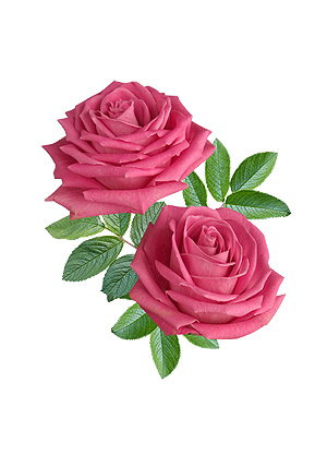 �i�ek Resimleri, Png �i�ekler