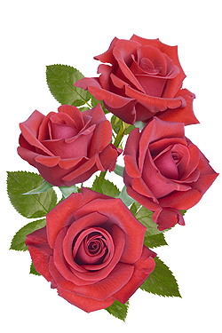 rose%20png%20by%20kassilly%20(3).png